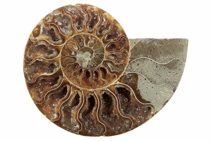 Cut & Polished Ammonite Fossil (Half) - Crystal Filled Chambers #191652